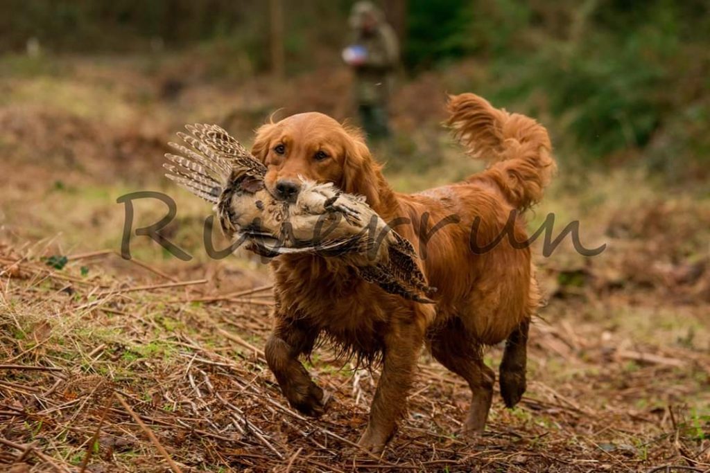 Working Golden Retriever Society of Ireland